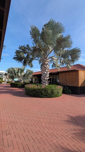 Un sendero pavimentado con una palmera y un edificio con techo de tejas rojas.