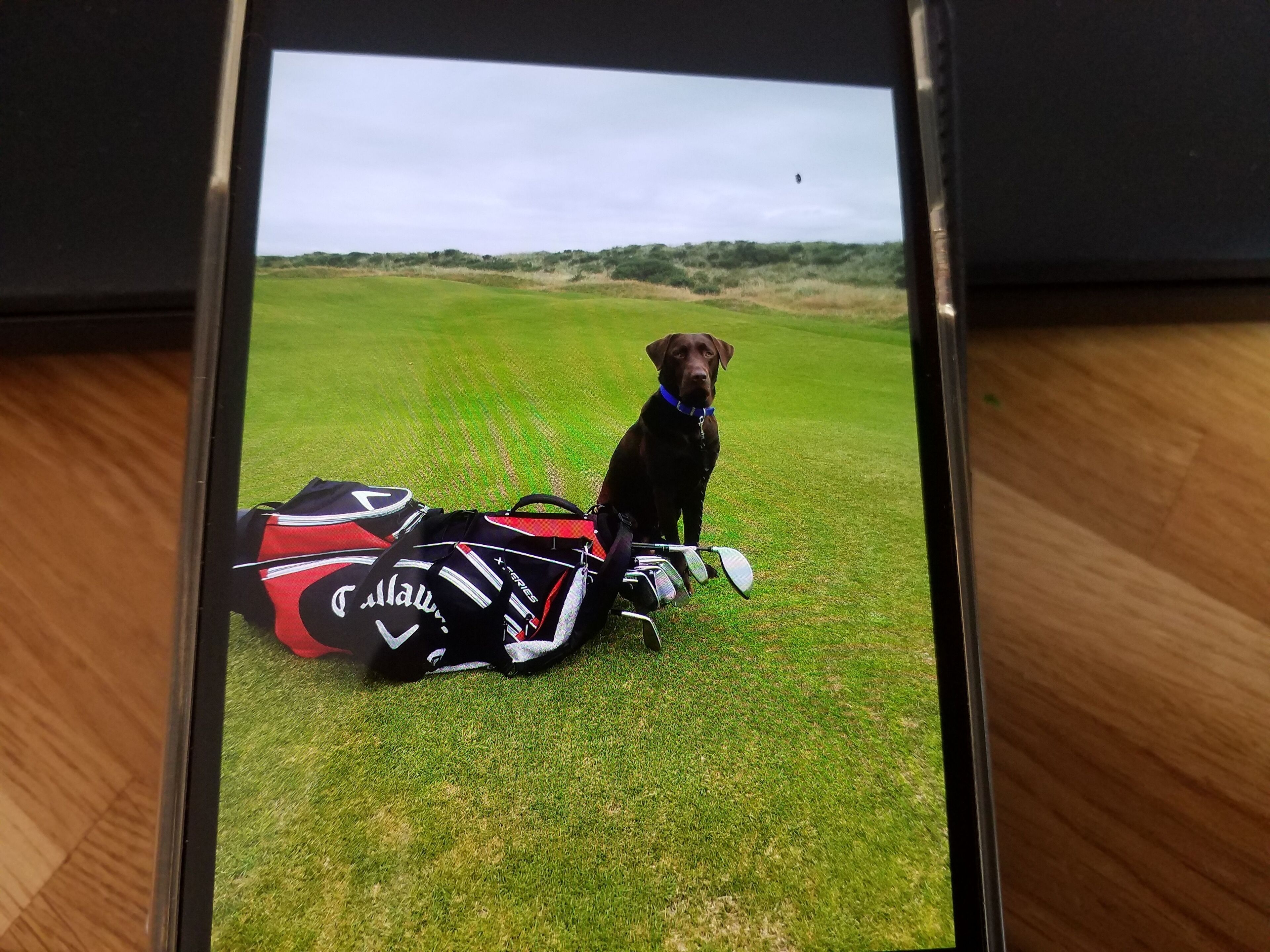 Un chien assis sur un terrain herbeux, à côté de sacs de golf.