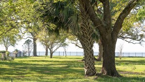 A park with mature trees, a grassy area, and a fence in the background. - On the Beach, Teddy Roosevelt Stayed Here. Pet friendly, large fenced property (Pass Christian)