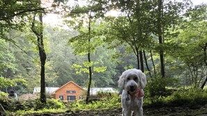 A dog standing by a stream in a forested area with a wooden cabin in the background. - True Log Cabin 3/2 Fiber OPTICS, Trout-Stocked Creek, Hot Tub ! (Deep Gap)