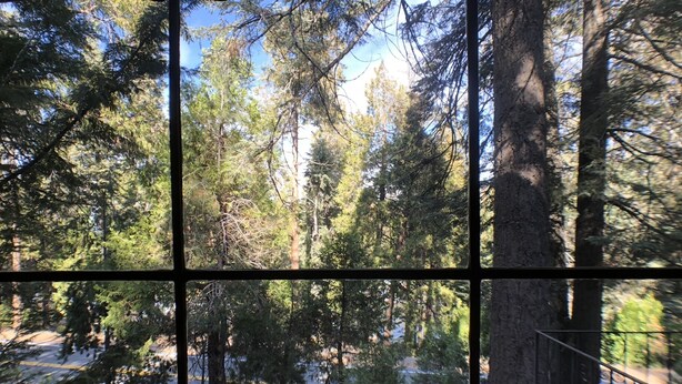 Vista a través de una ventana con un diseño de cuadrícula, con una zona boscosa de árboles altos y una masa de agua en la distancia.
