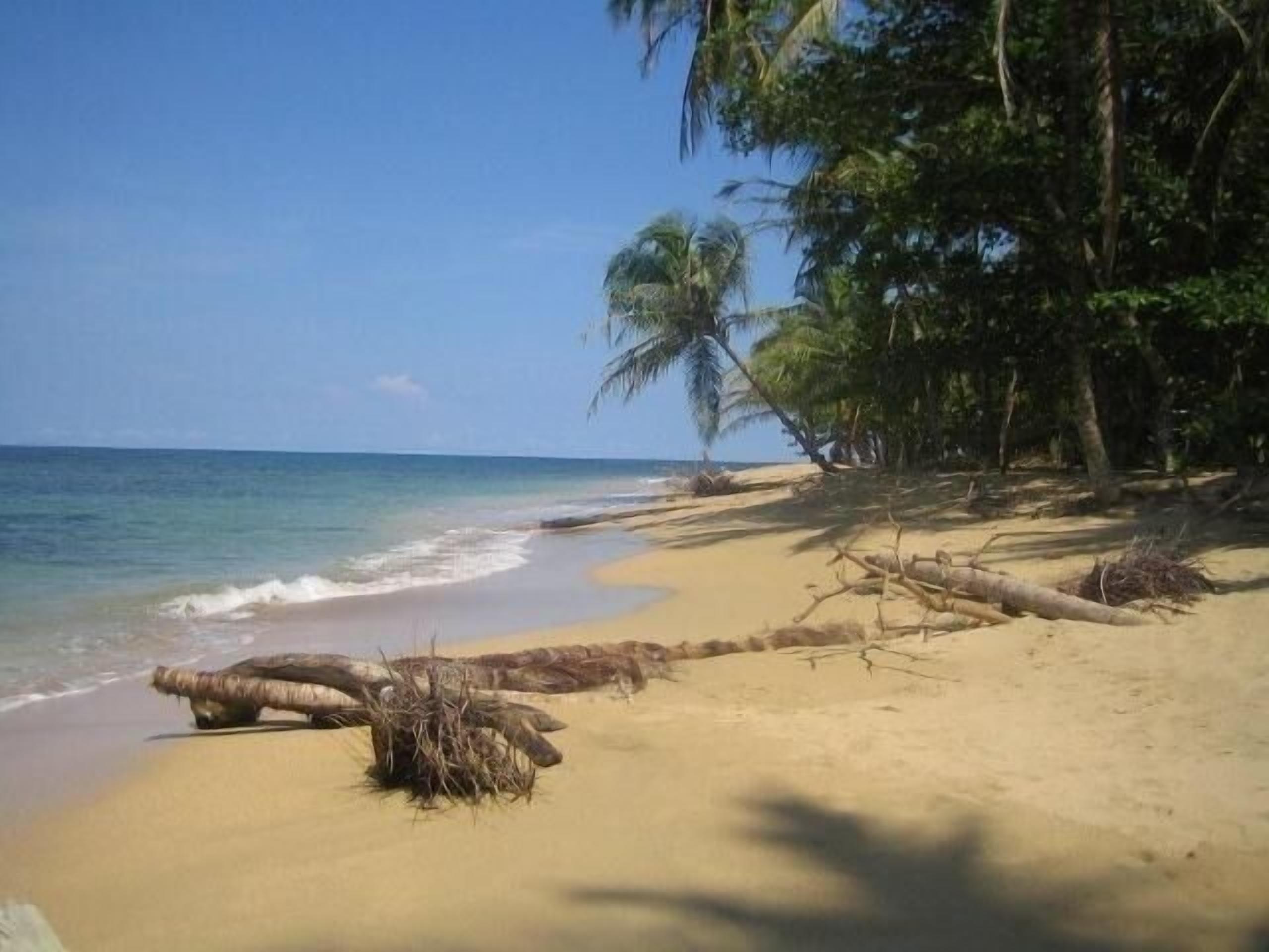 Une plage avec une eau d’un bleu limpide, un rivage sablonneux et des palmiers.
