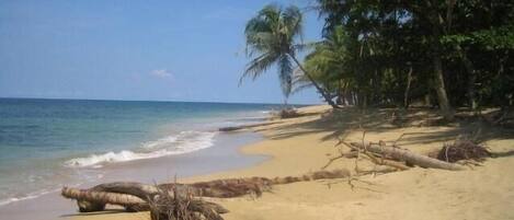 Une plage avec une eau d’un bleu limpide, un rivage sablonneux et des palmiers.