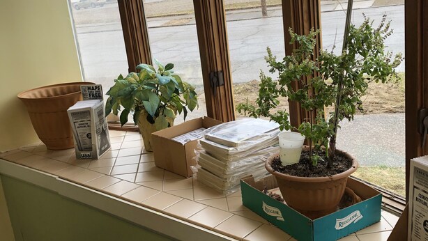 Un alféizar con plantas en macetas, una caja de cartón y una pila de cajas.