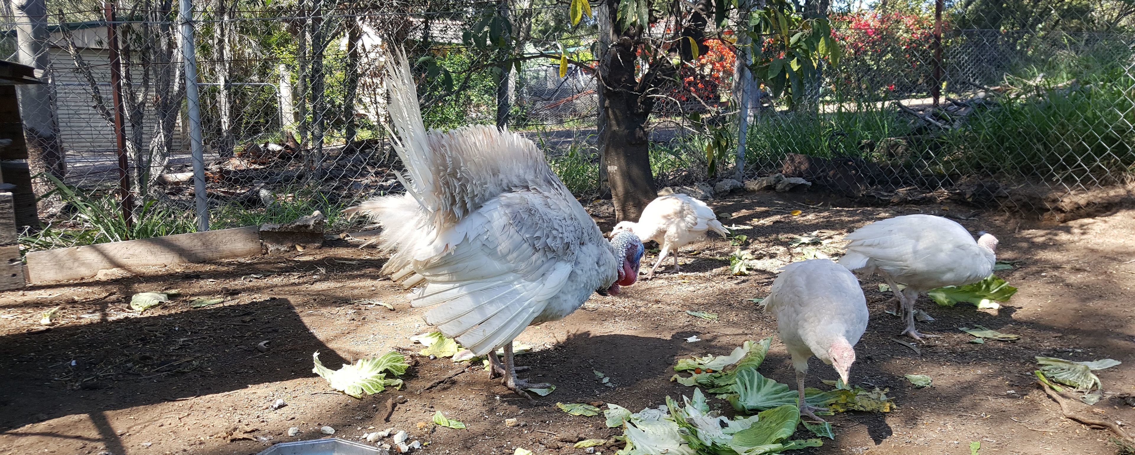 Un espacio al aire libre cercado, con suelo de tierra y algo de vegetación.