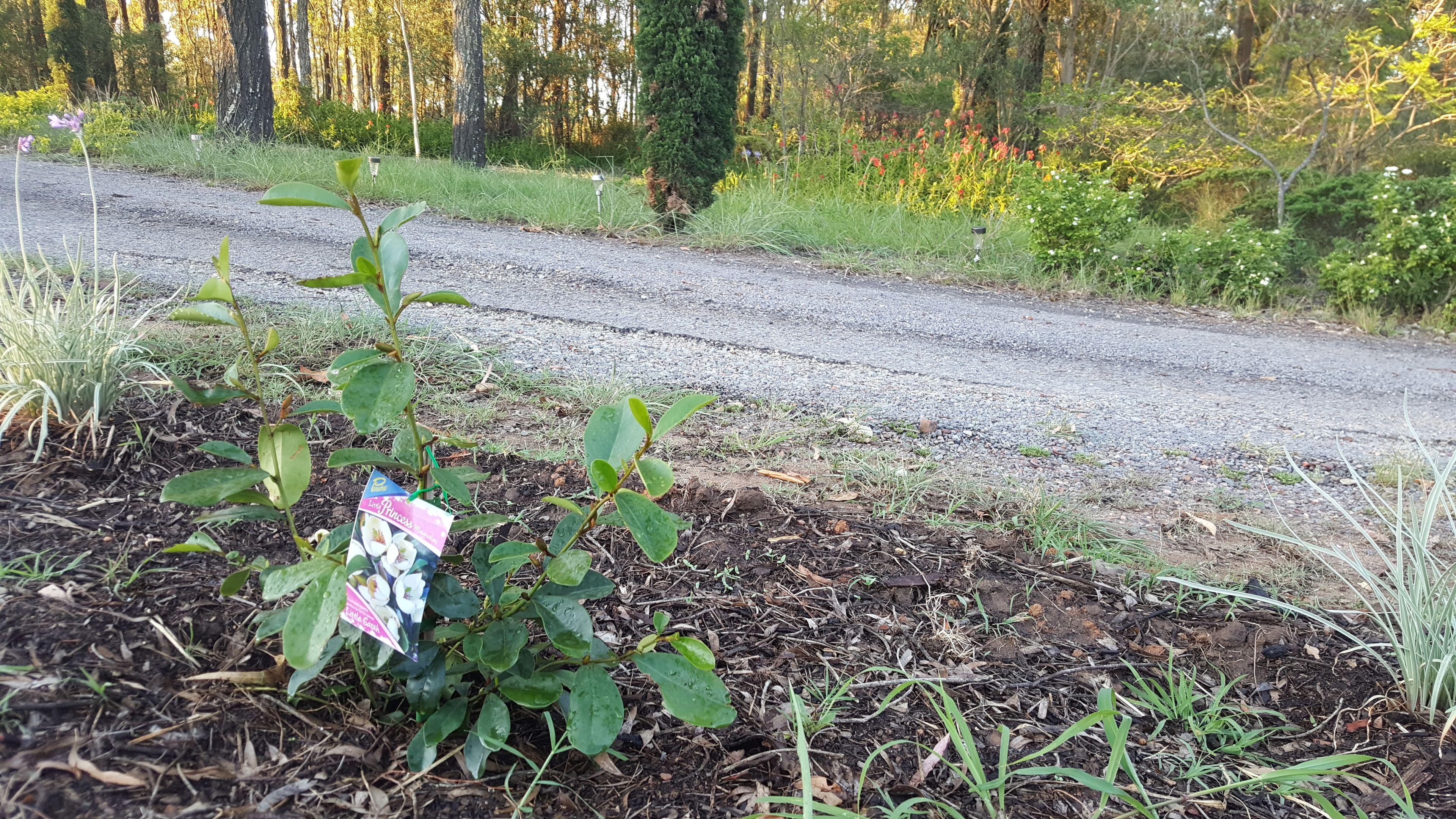 A garden with a small plant and a packet labeled "Little Princess."