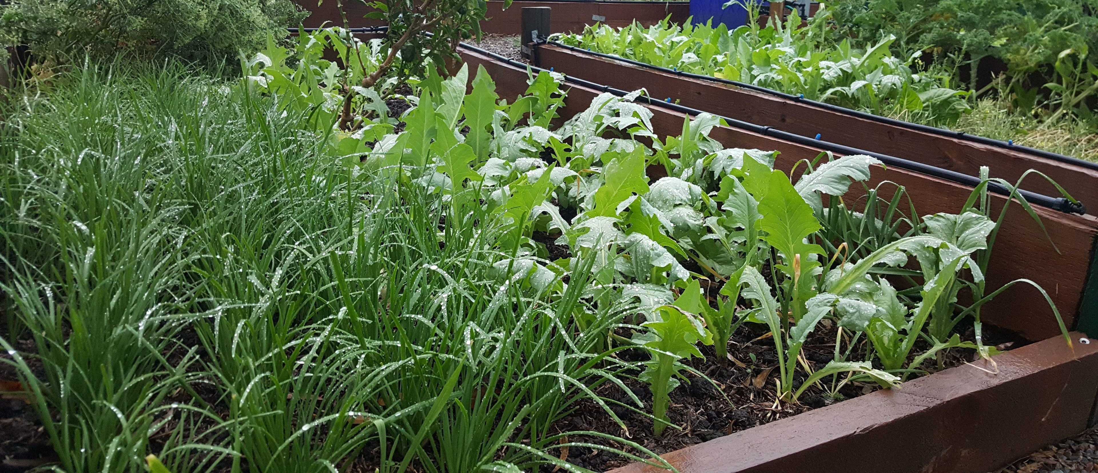 Un jardín con bancales que contienen diversas plantas verdes de hoja.