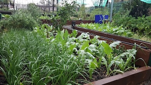 A garden with raised beds containing various plants and grasses. - Gowrie Agapanthous - Hostel (Gowrie)
