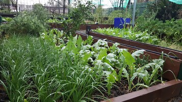 A garden with raised beds containing various plants and grasses.