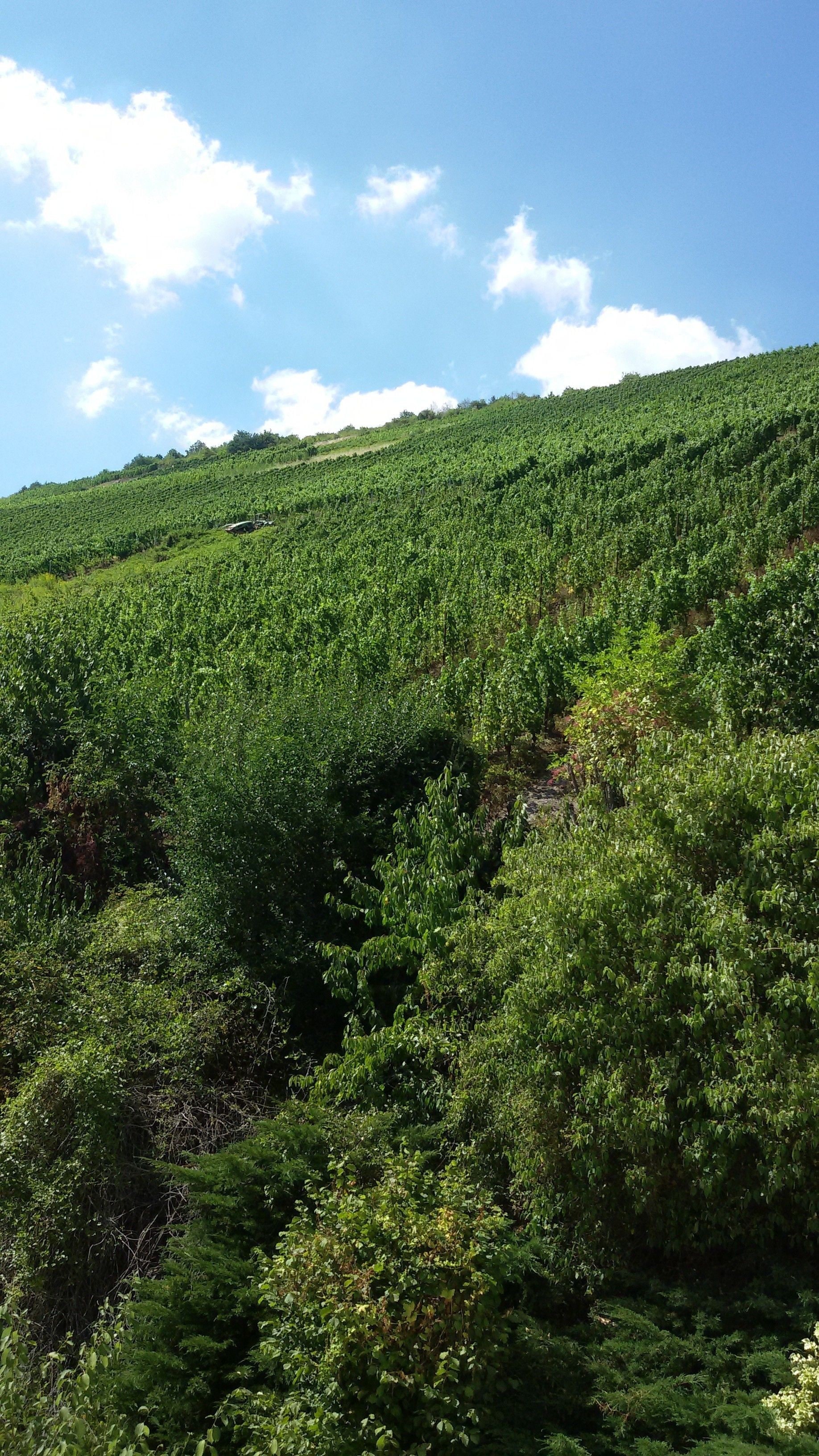 Une colline verdoyante, couverte d’une végétation luxuriante.