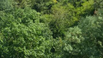 A castle on a hill surrounded by dense green foliage.