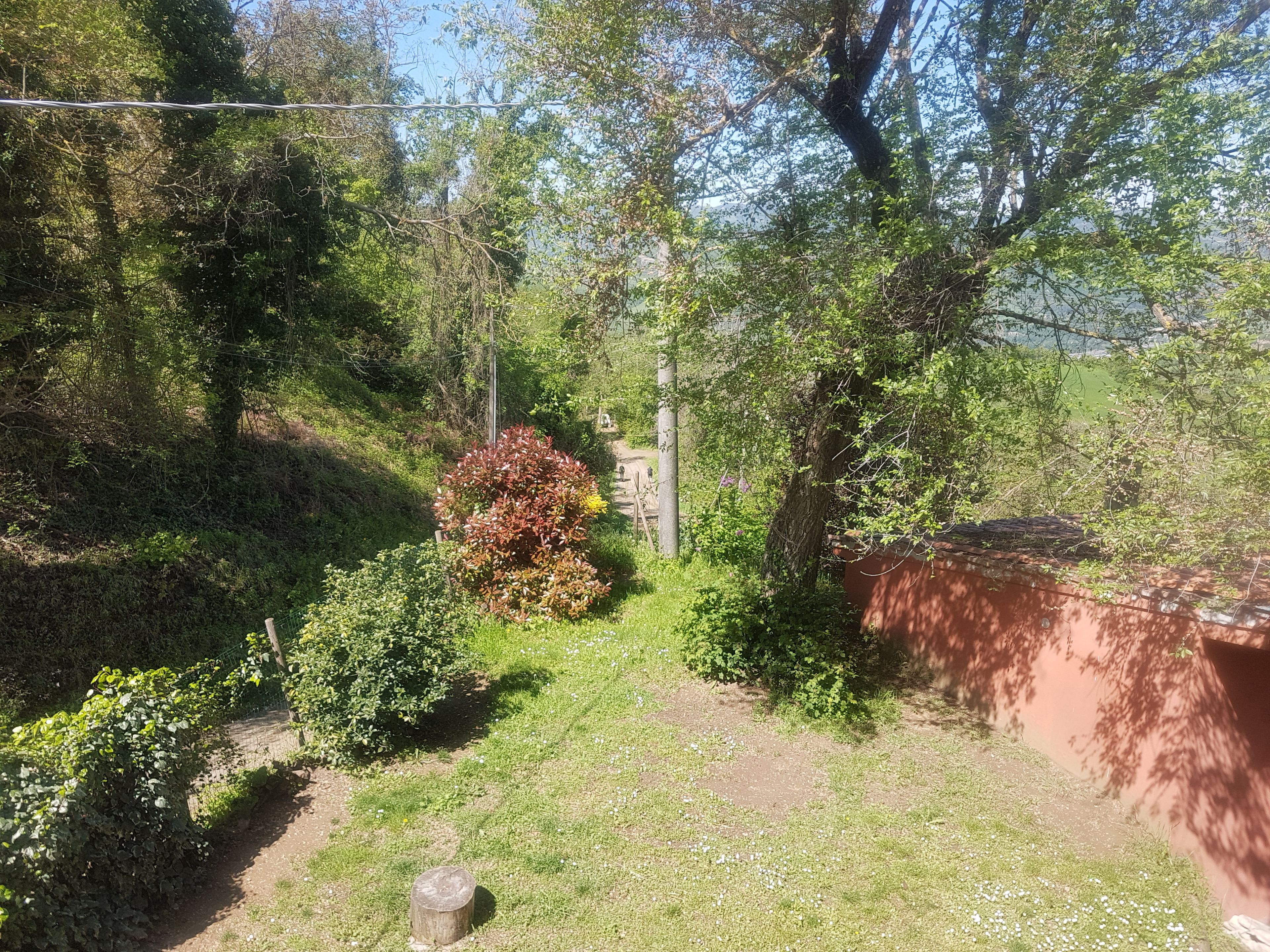 A pathway surrounded by dense greenery and a brick wall.
