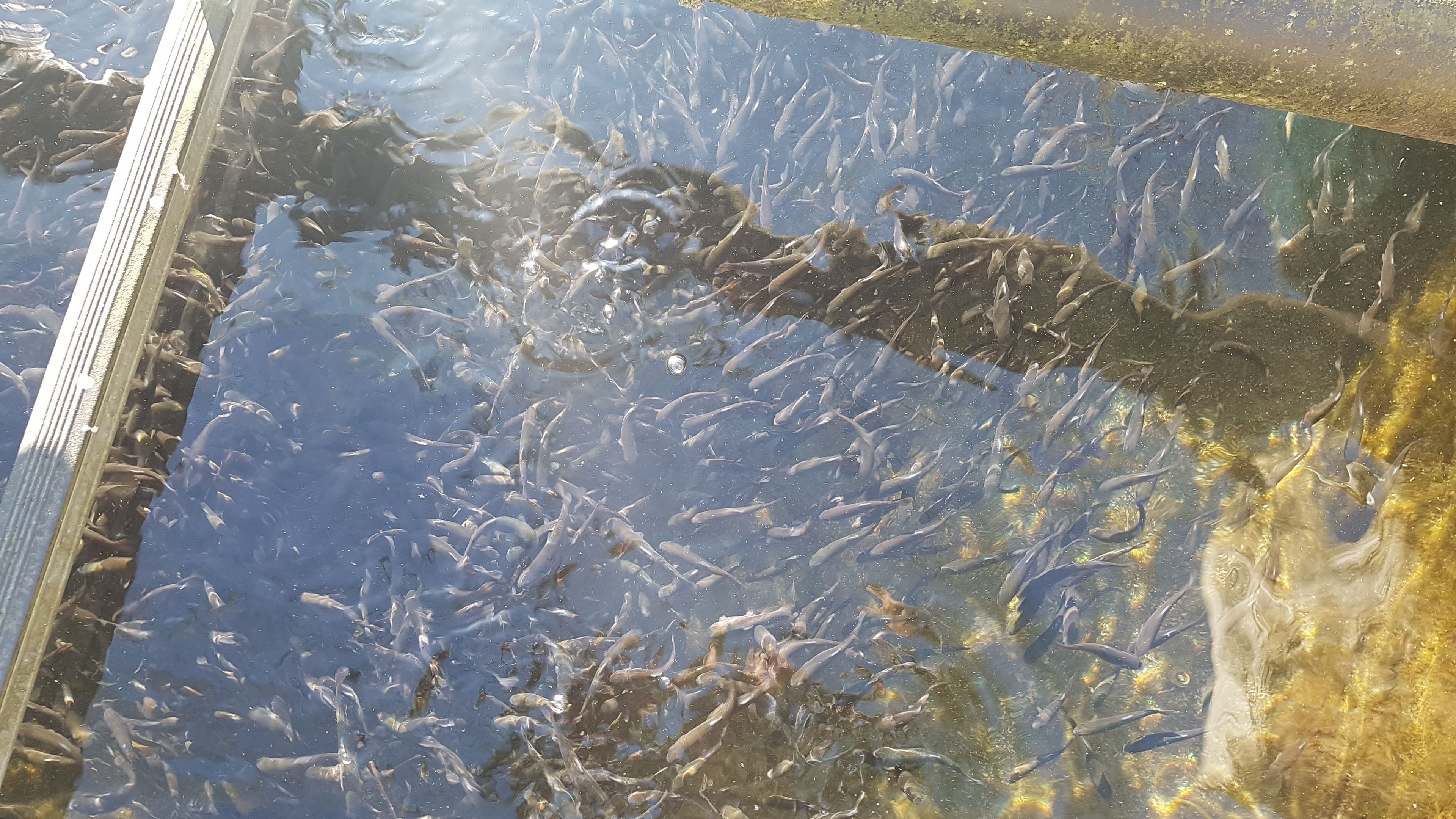 Foto - Agriturismo La Vecchia Chioderia