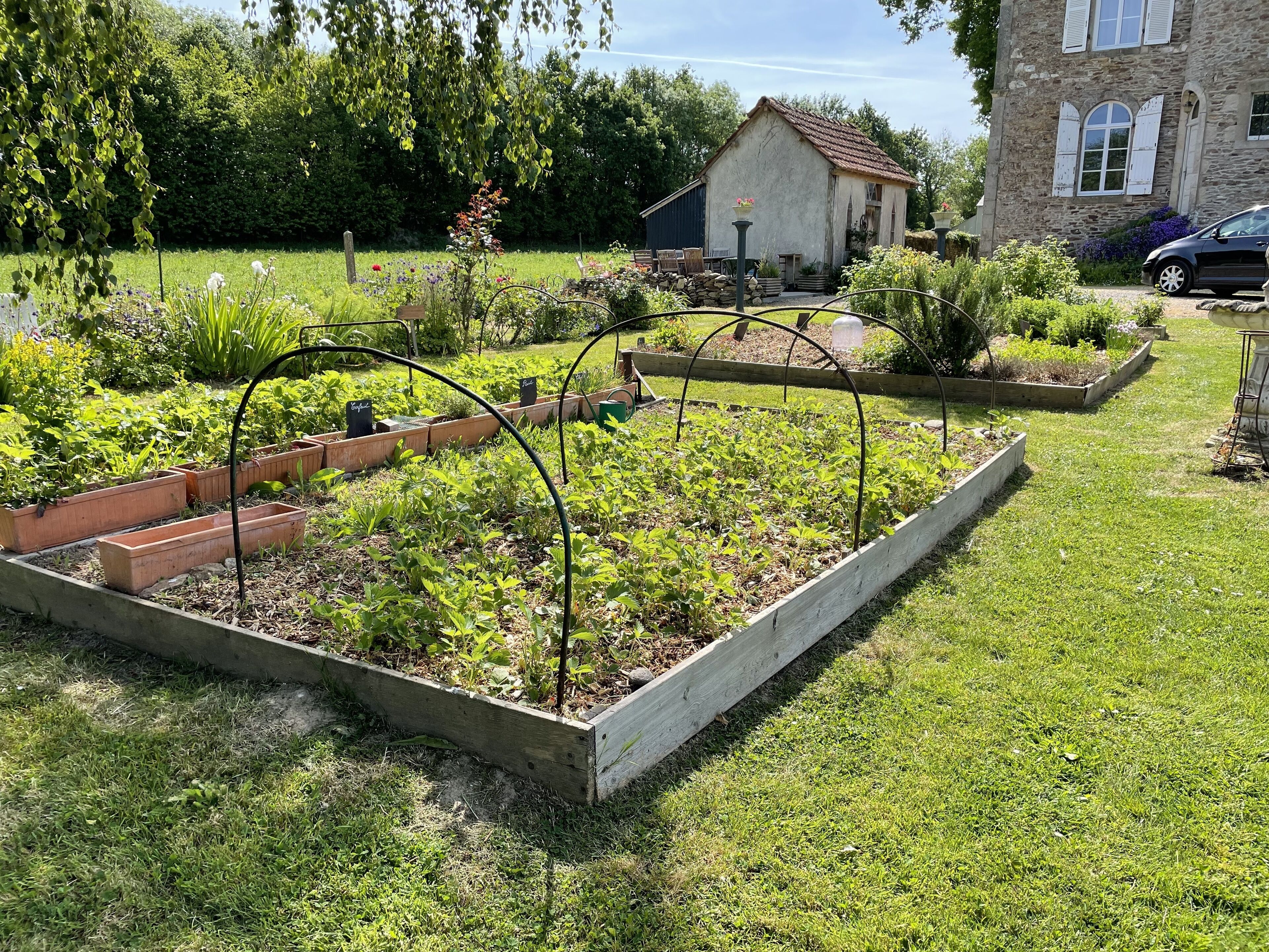 A garden with raised beds, a small house, and a car in the background.