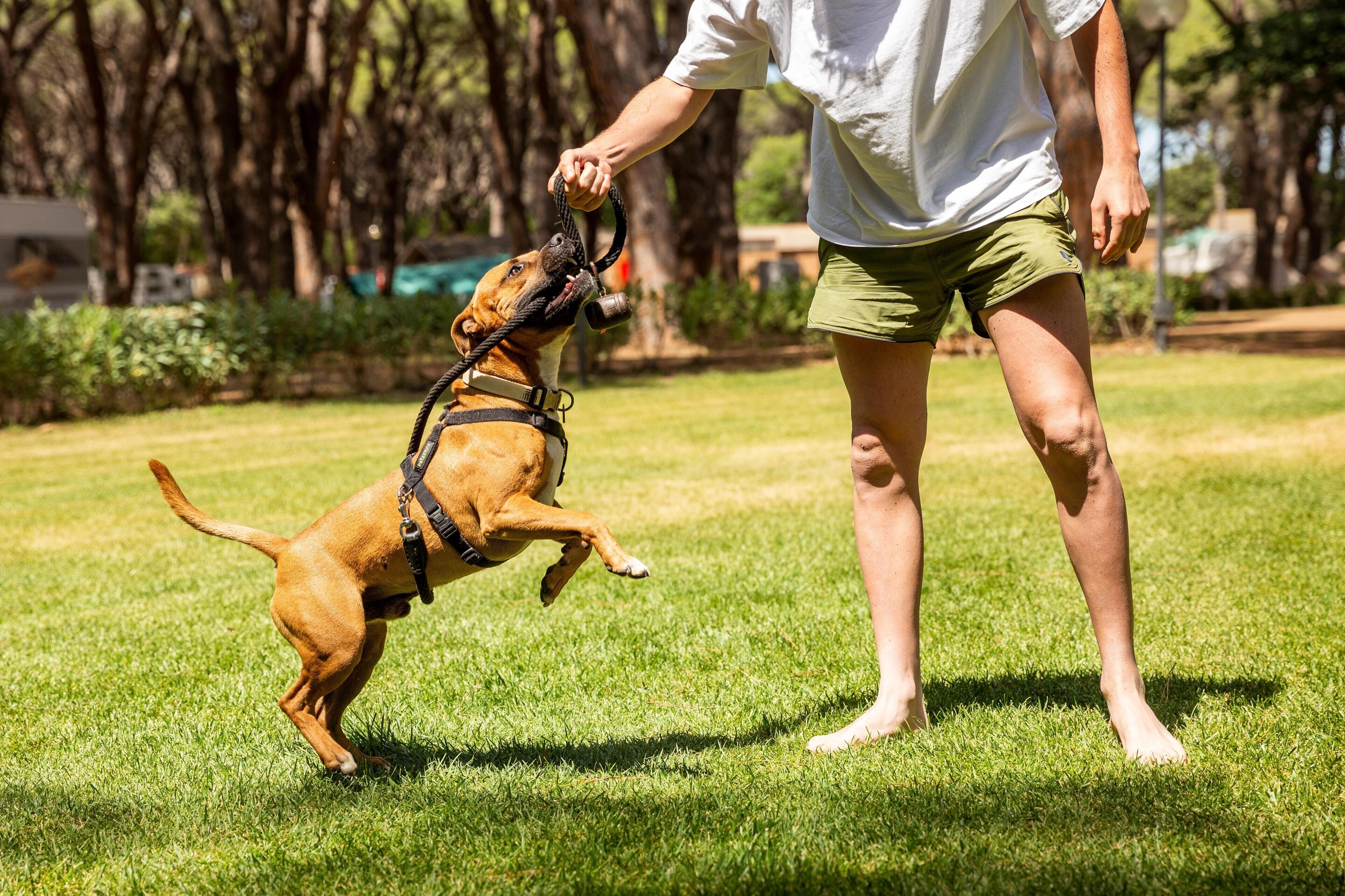 A person holding a leash attached to a dog in a grassy outdoor area.