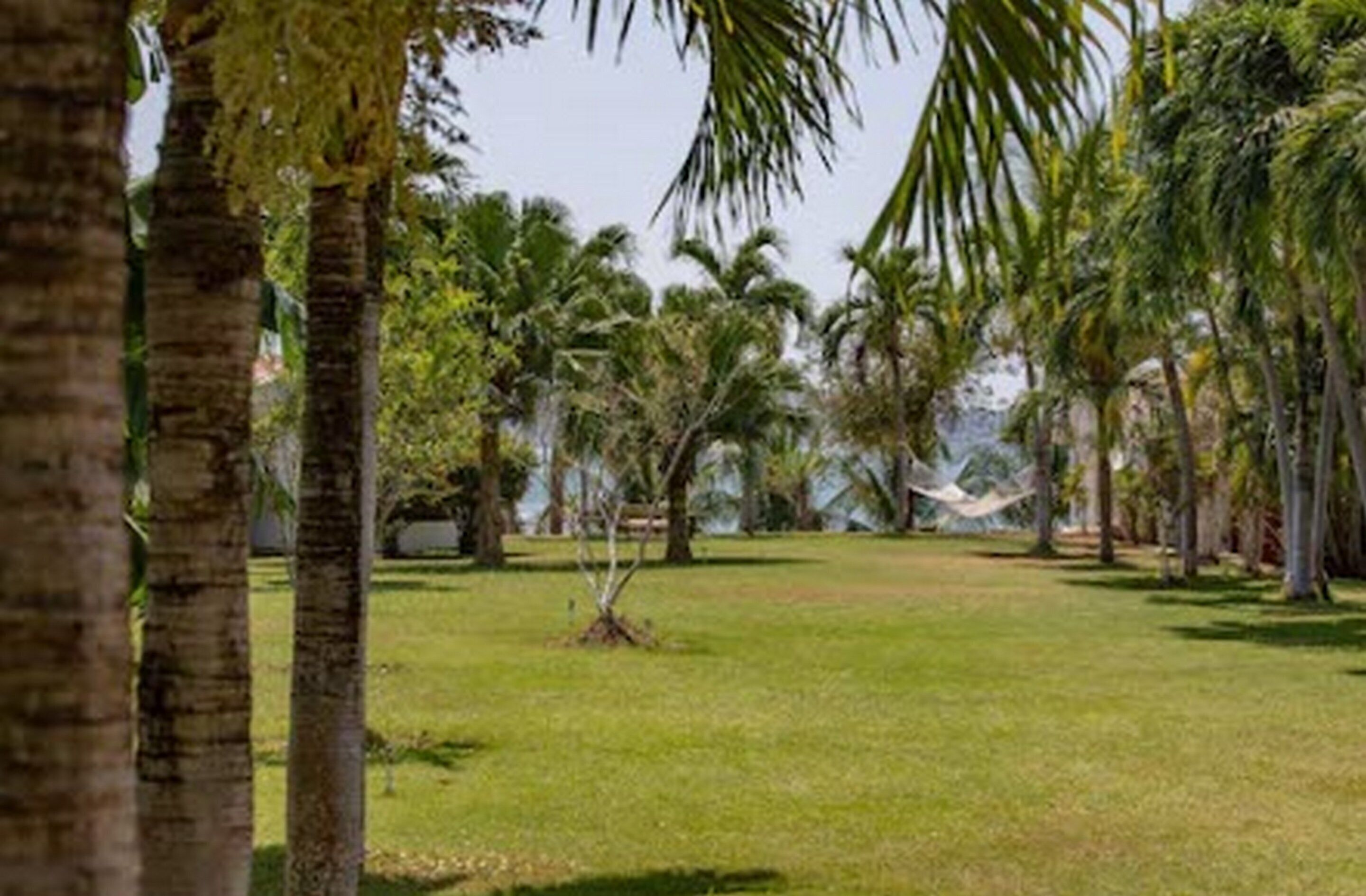 A grassy area with palm trees and a clear sky.