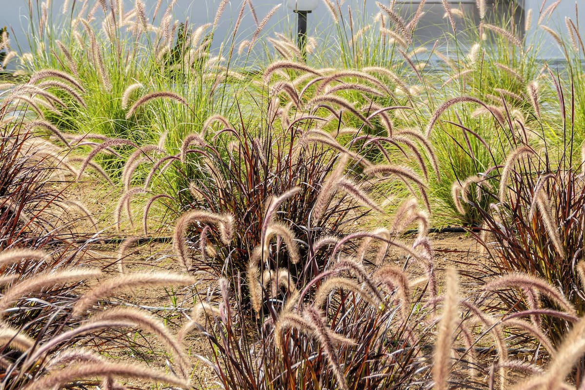 Executive Double Room with Garden View | Seprai premium, brankas, meja kerja, dan tirai kedap cahaya