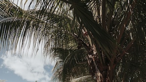 A tropical resort with a clear swimming pool, palm trees, and lounge chairs.