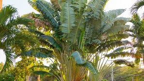 Un jardí exuberant amb una palmera de plàtan gran i diverses plantes.