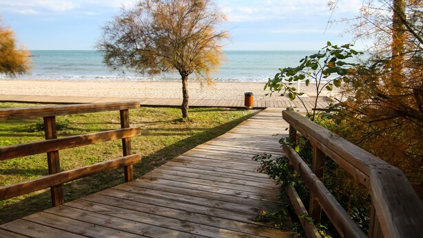 Una pasarela de madera que conduce a una playa, con un árbol y una vista despejada del océano.