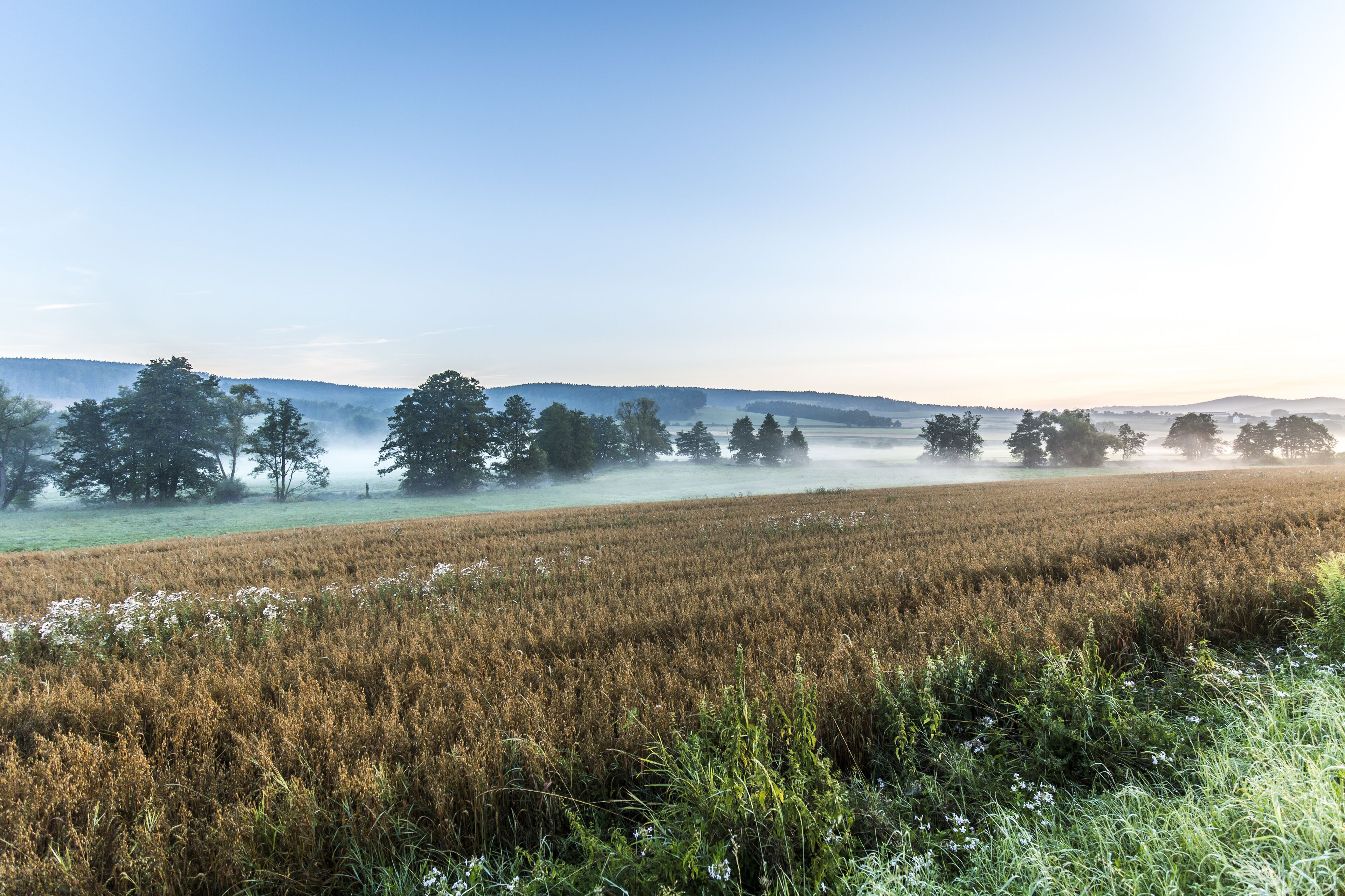 A rural landscape with a field, trees, and a misty horizon.