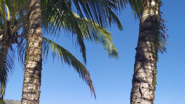 Una spiaggia con palme e una limpida vista sul mare.