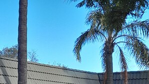 A reception area with a metal gate, palm trees, and a building with a corrugated metal roof. - Aromet Motor Inn (Temora)