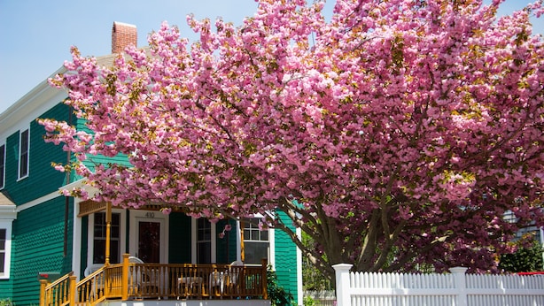 Uma casa com varanda, uma árvore florida em tons de rosa e uma cerca branca de piquete.