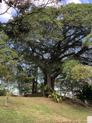 Un grand arbre à l’écorce épaisse et au feuillage dense, entouré d’une zone herbeuse où poussent quelques plantes plus petites.
