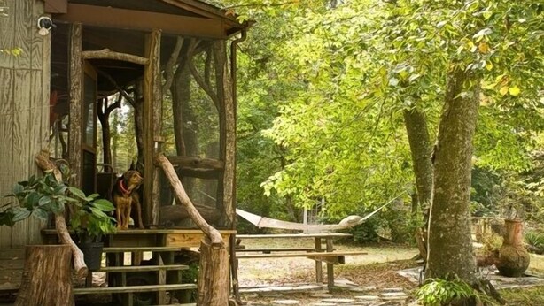 Una cabaña de madera rústica con un porche, una hamaca y un perro con correa roja.