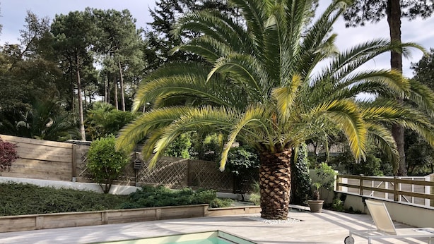 A swimming pool with a wooden deck, surrounded by lush greenery and a palm tree.