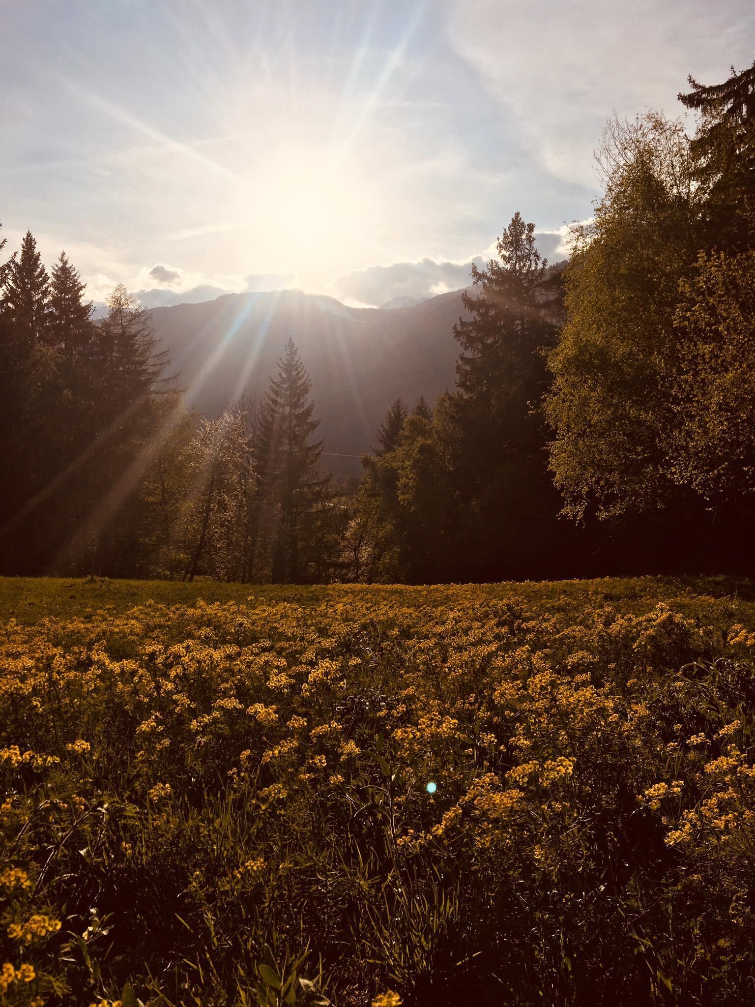 A field of yellow flowers with a mountain range in the background and sunlight shining through the trees.
