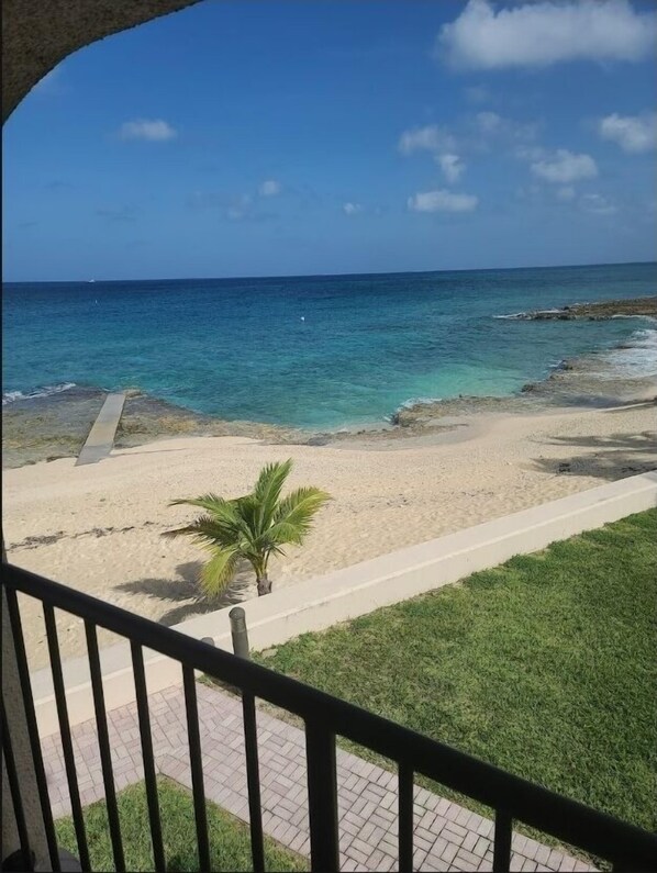 Vista di una spiaggia con acque cristalline, una riva sabbiosa e una palma.
