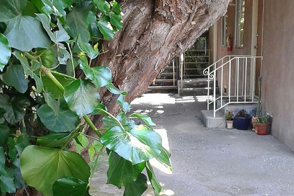Get to the apartment through the driveway.