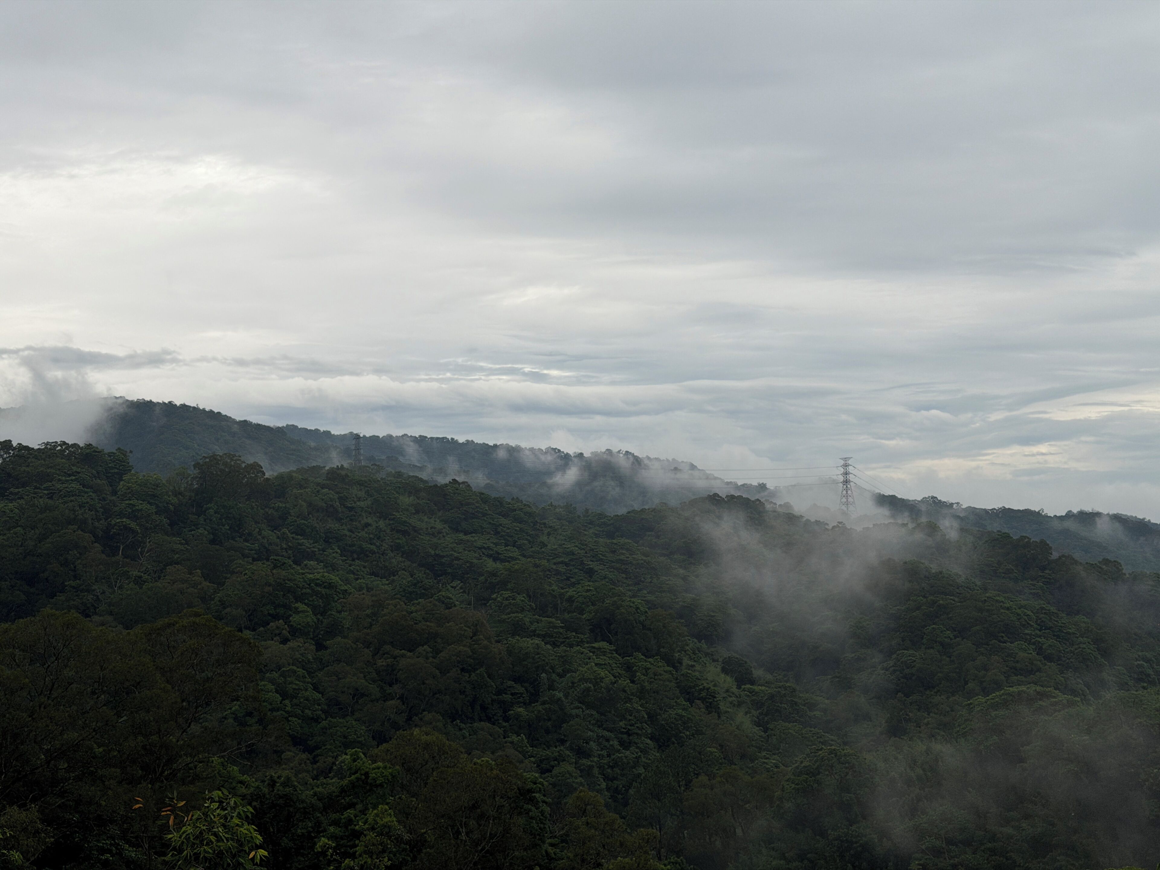 A dense forest with a power line tower.