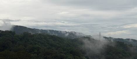 A dense forest with a power line tower.