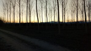 A forest with a dirt path leading through it. - Bed & Breakfast Cascina Bellezza (Poirino)