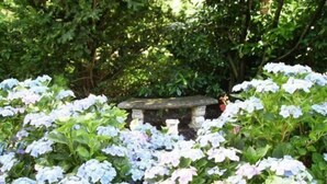 A garden with hydrangea bushes and a stone bench. - Hotel Ebnet Garni (Lindau)