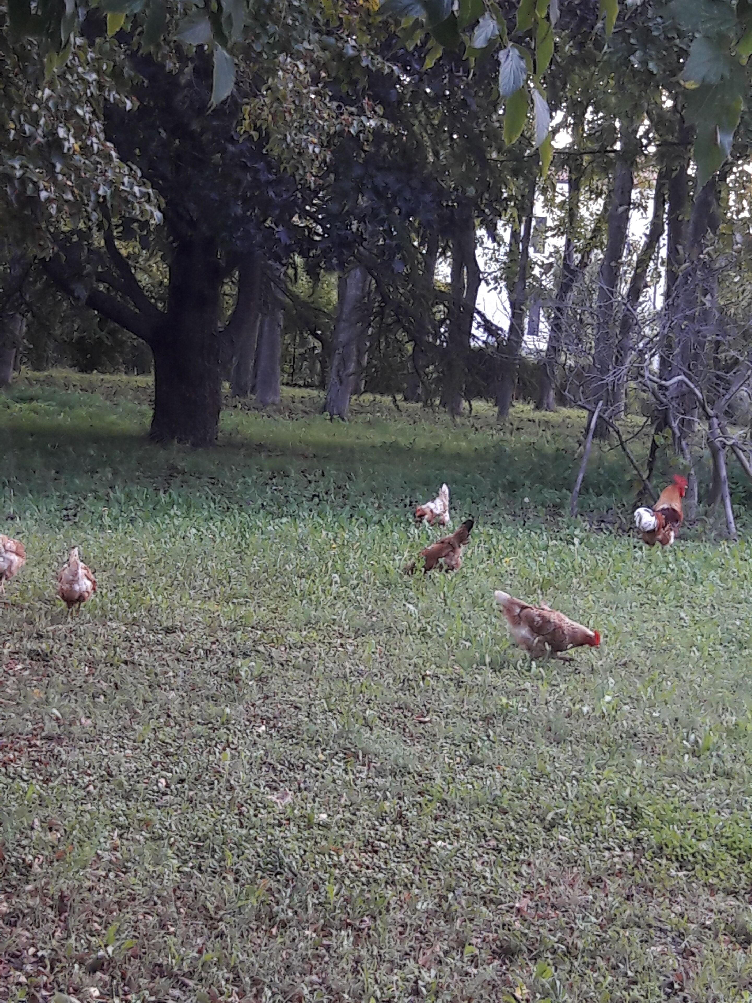 Un champ herbeux où l’on peut voir plusieurs poules qui picorent.