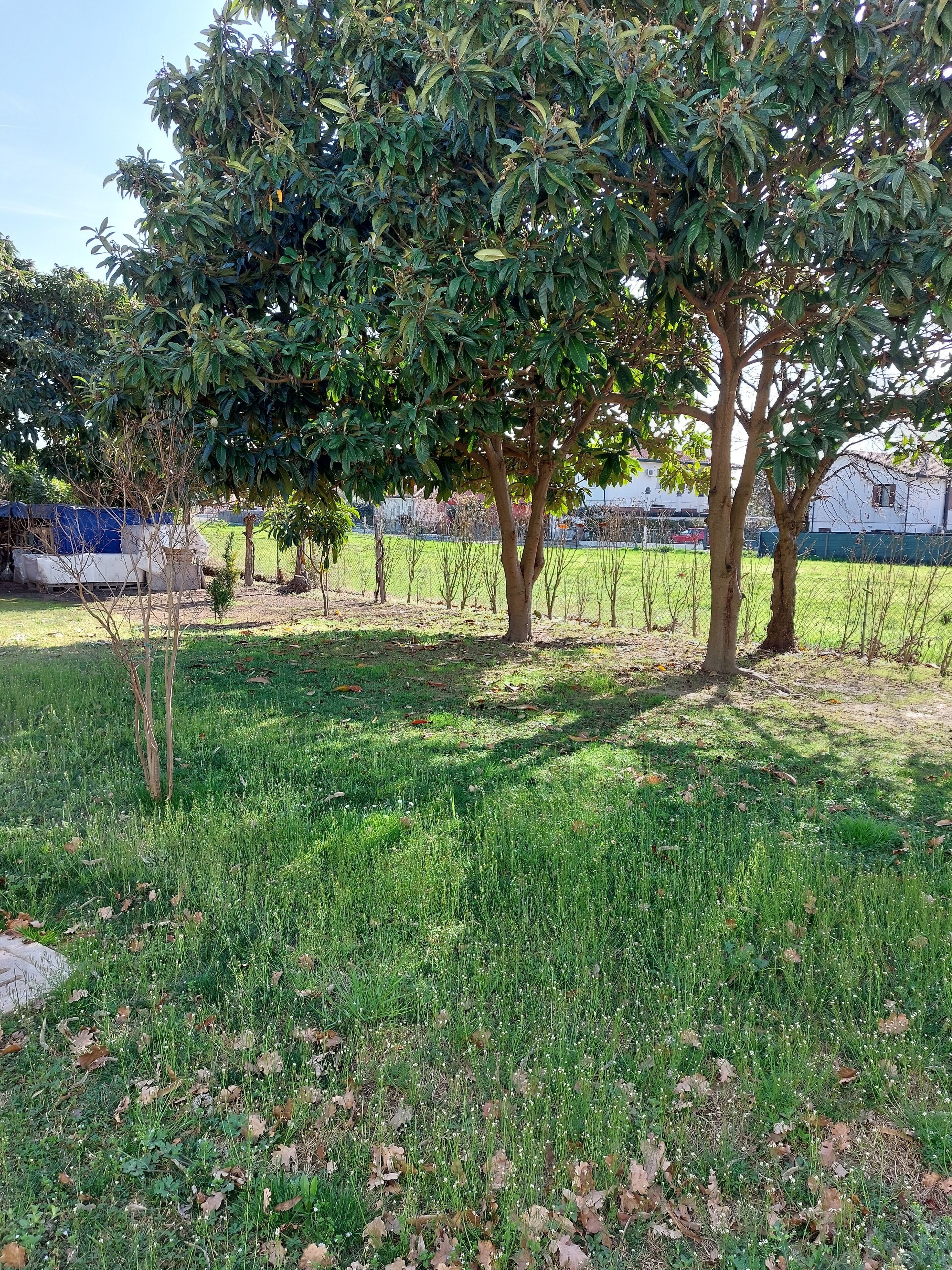 A grassy area with trees and a white building in the background.