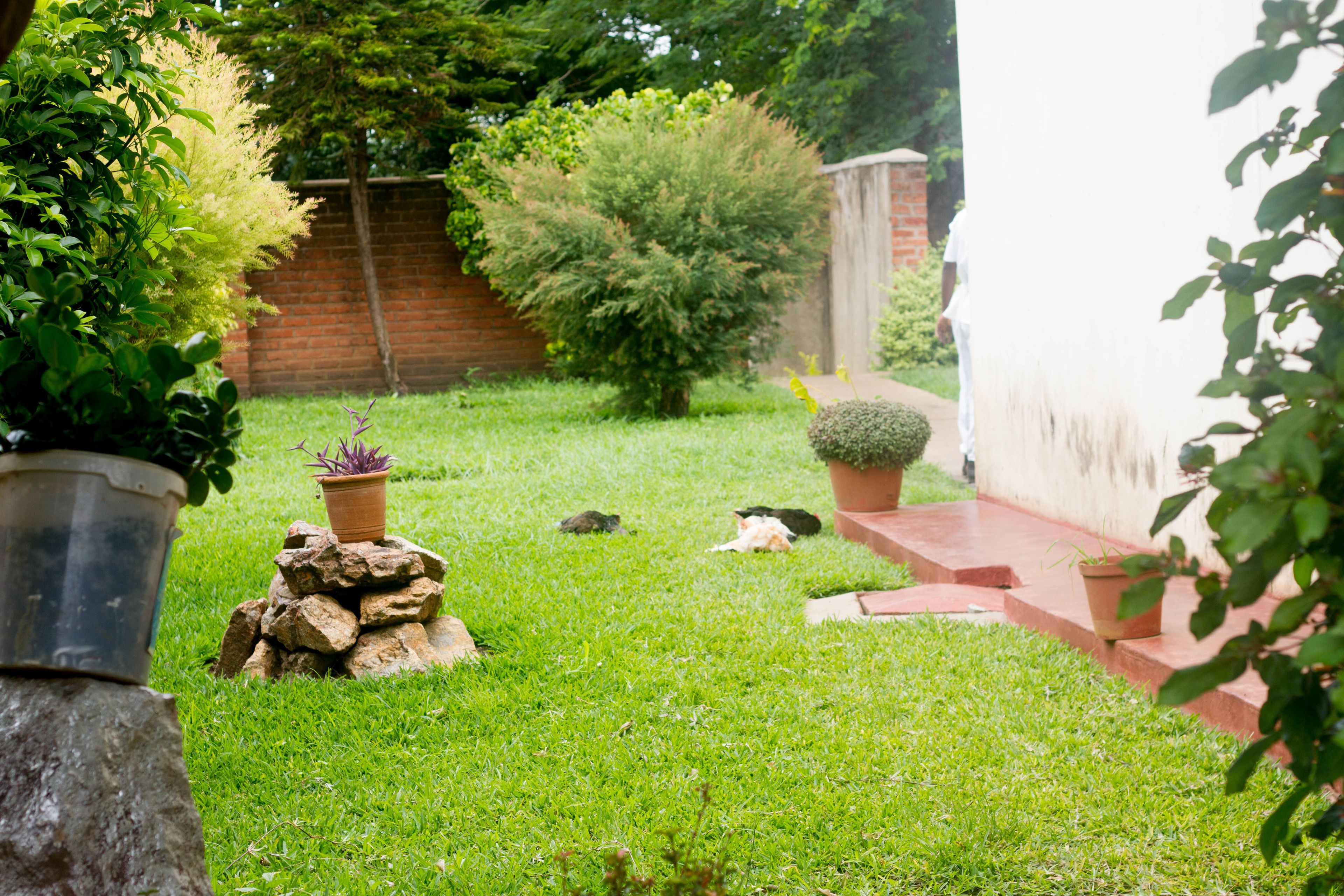 A well-maintained garden with a variety of plants, a small rock formation, and a brick wall in the background.