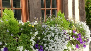 A garden bed with various flowers and plants in front of a building with wooden beams and windows. - Le Pressoir (Beuvron-en-Auge)