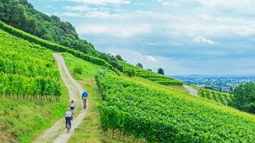 A vineyard path with rows of grapevines and a distant city view.