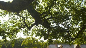 A traditional stone building with a sloped roof, surrounded by a lush green lawn and large trees. - Ecolodges de Loire & Spa (Gennes-Val-de-Loire)