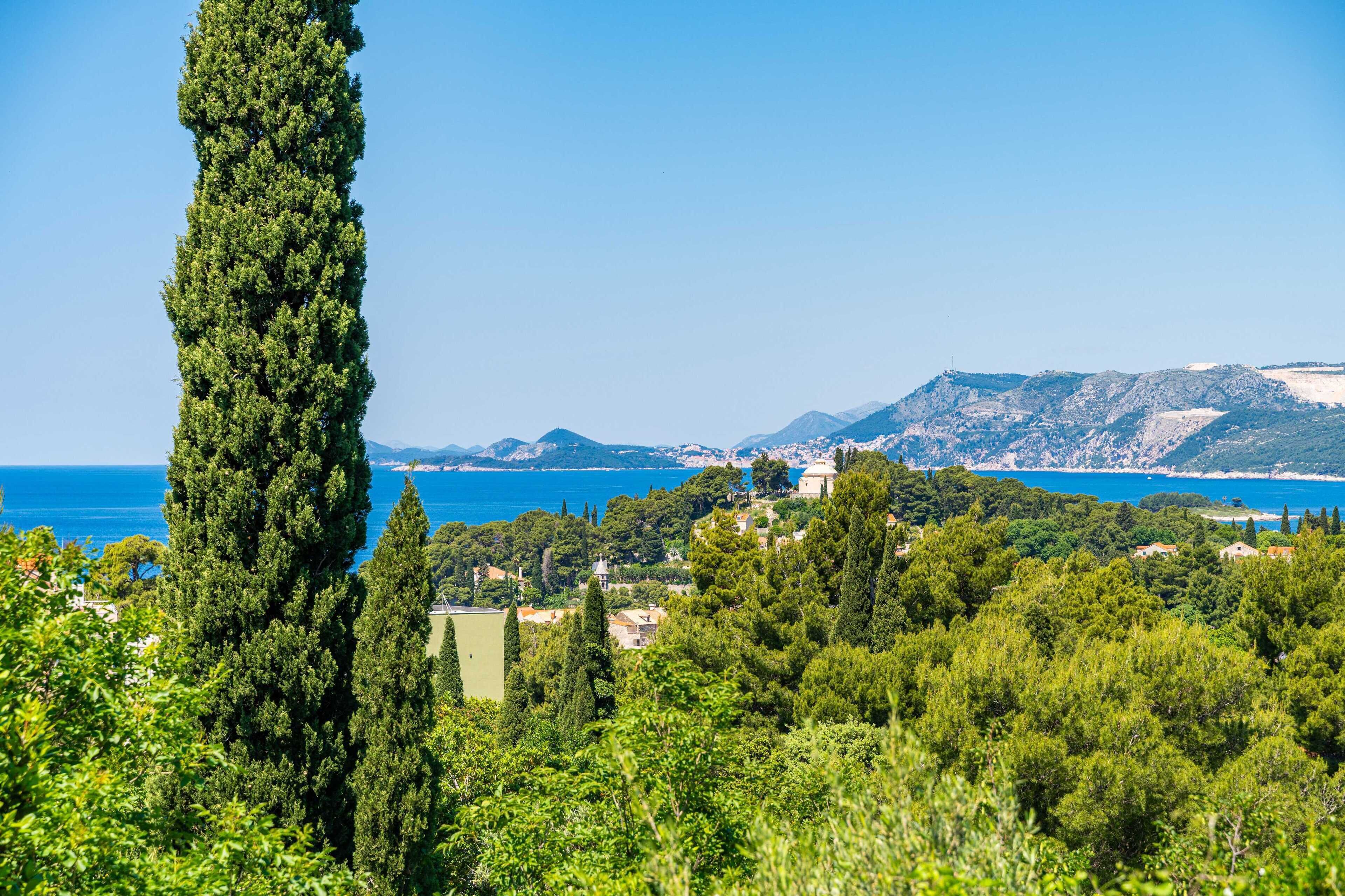 A coastal landscape with a prominent tall tree in the foreground, a clear blue sky, and a view of the sea and distant mountains.