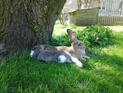 B&B Het Schaliënhof