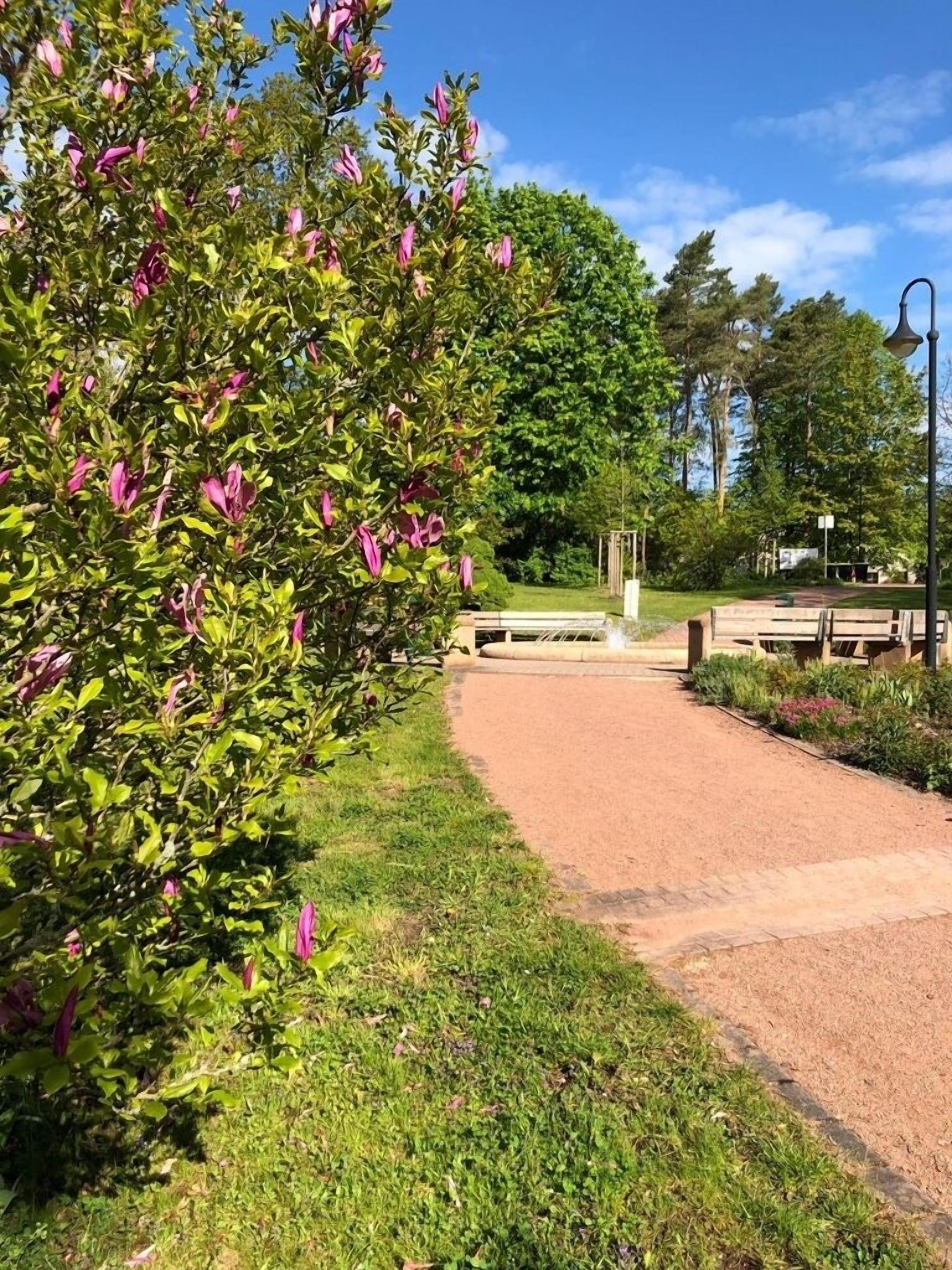 Un camino pavimentado con una cerca de madera y un árbol con flores rosadas.