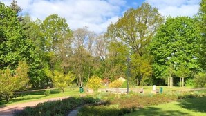 Een pad door een park met verschillende bomen en struiken.