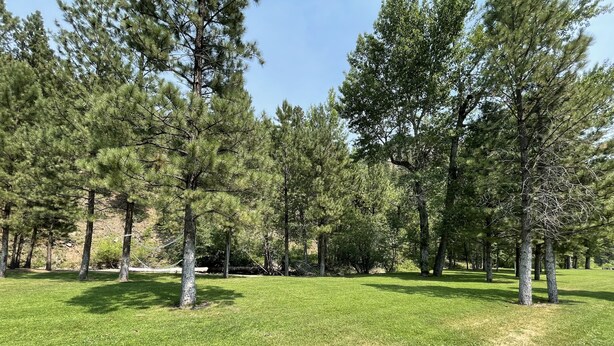 A grassy field with several tall trees and a hammock tied between two trees.