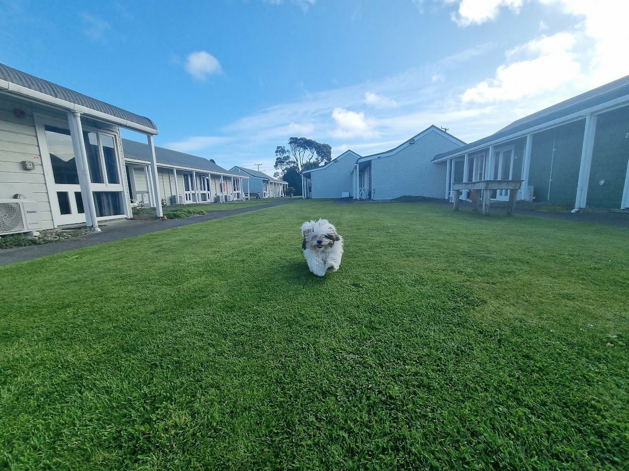 Un perro pequeño corriendo sobre un césped frente a una hilera de edificios blancos con ventanas grandes y techo plano.